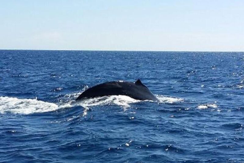 Hawaii: Waikoloa Whale Watch - Key Points
