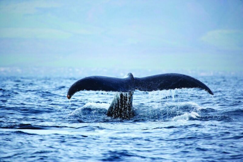 Hawaii: Waikoloa Whale Watch - Who’s This Tour Best For?