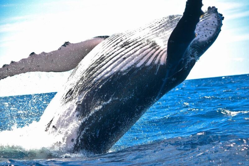 Hawaii: Waikoloa Whale Watch - The Sum Up