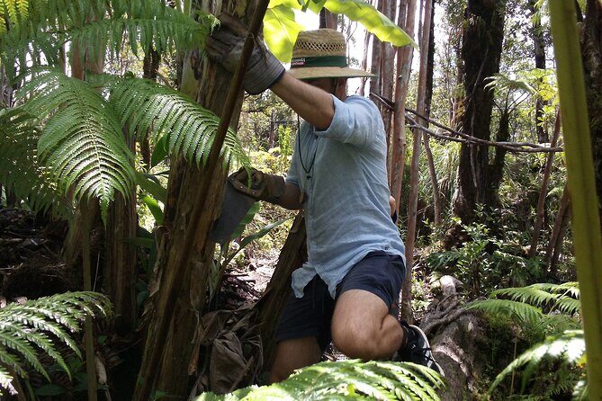 Hawaiian Rainforest Banana Cultivation Experience - Hawaiian Rainforest Banana Cultivation Experience: A Hands-On Tropical Adventure