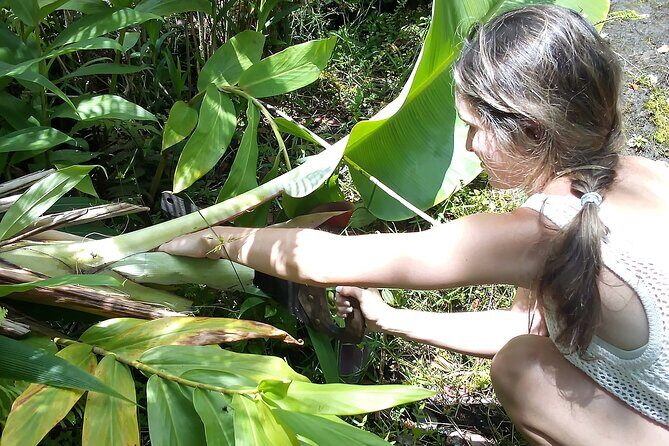 Hawaiian Rainforest Banana Cultivation Experience - Final Thoughts