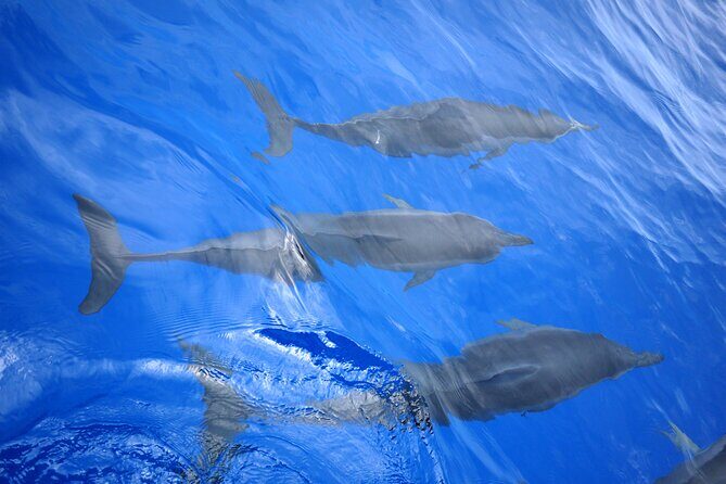 Hawaiian Sail and Snorkel in Kailua-Kona, Hawaii - A Deep Dive into the Hawaiian Sail and Snorkel Tour