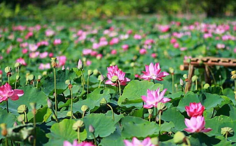 HCM: Authentic Dong Thap Mekong Delta Day Trip & Boat Ride - Authentic Experiences & Visitor Feedback