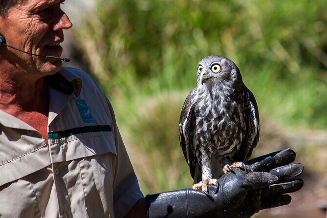 Healesville Sanctuary And Phillip Island Wildlife Bus Tour - An In-Depth Look at the Tour