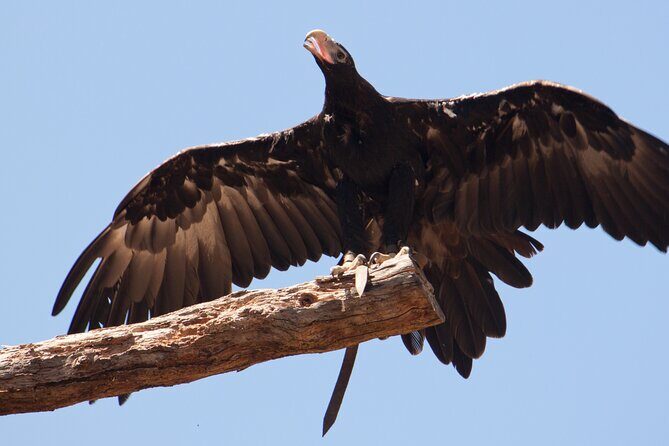 Healesville Sanctuary And Phillip Island Wildlife Bus Tour - The Sum Up