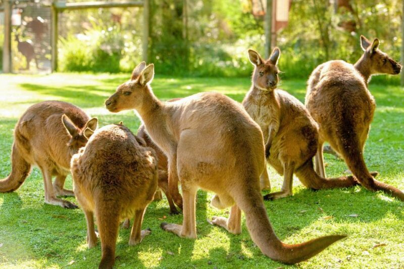 Healesville Sanctuary: General Admission Ticket - Exploring Healesville Sanctuary: An In-Depth Review