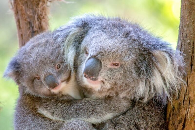Healesville Sanctuary: General Admission Ticket - The Sum Up