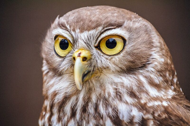 Healesville Sanctuary: General Admission Ticket - FAQ
