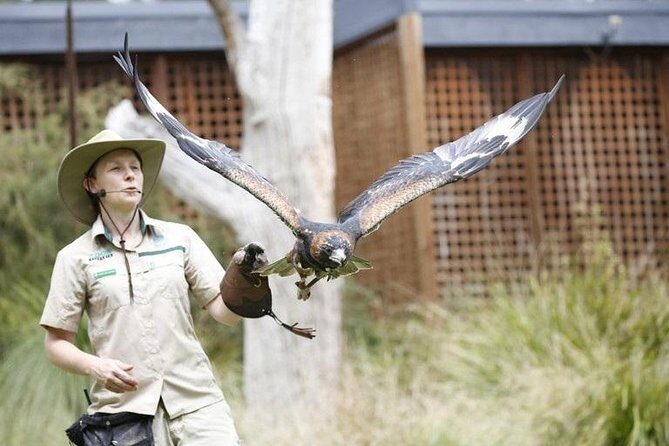 Healesville Sanctuary General Entry Ticket - Discovering Healesville Sanctuary: An Encounter with Aussie Wildlife