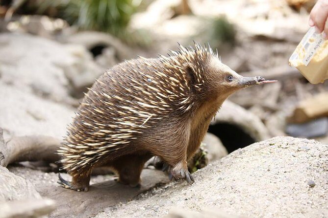Healesville Sanctuary General Entry Ticket - Who Is This Experience Best For?