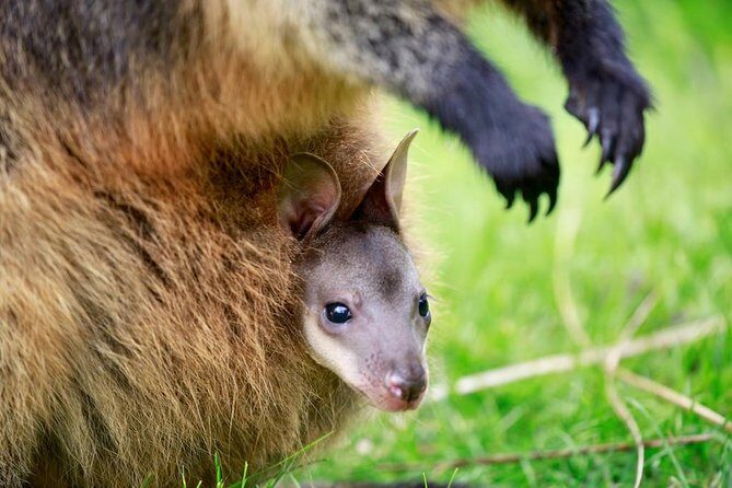 Healesville Sanctuary General Entry Ticket - Final Thoughts