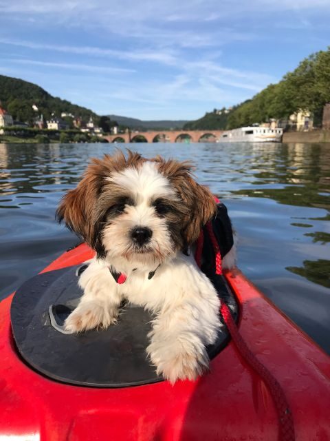 Heidelberg: 2-Hour Kayak Tour - Practical Considerations and Tips