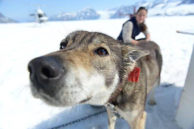 Helicopter Glacier Dogsled Tour + Lower Glacier Landing - ANCHORAGE AREA - FAQ