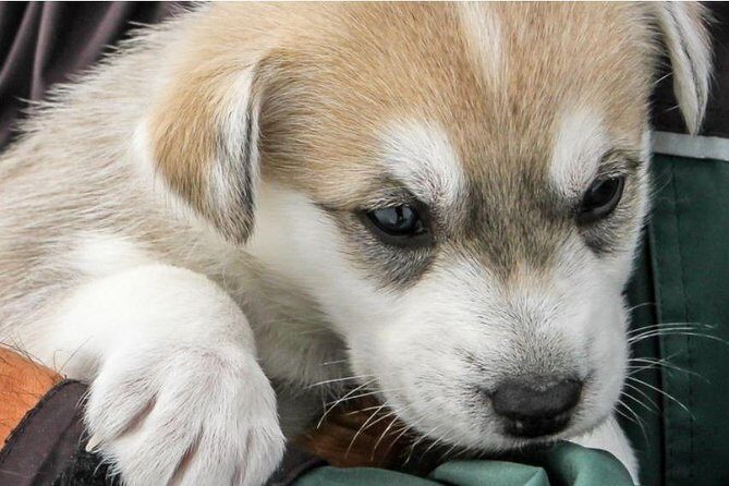 Helicopter To a Dogsledding Experience - A Close Look at the Tour Experience