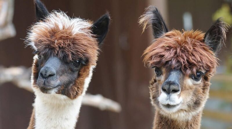 Helsinki: Alpaca Farm Tour with Guided Walk (private) - What to Expect on the Tour