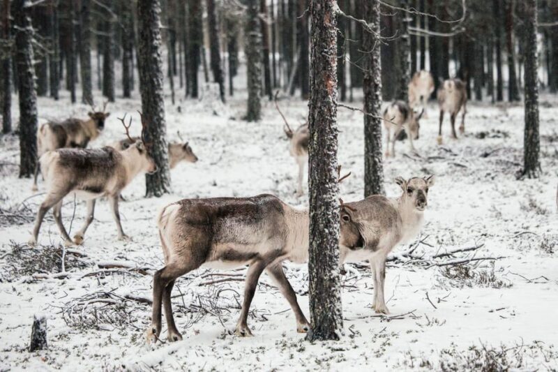 Helsinki Highlights+Nuuksio Buggy Ride+Reindeer farm visit - The Sum Up