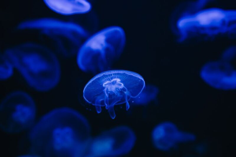 Heraklion Area: CRETAquarium Admission Ticket - What You Can Expect at Cretaquarium