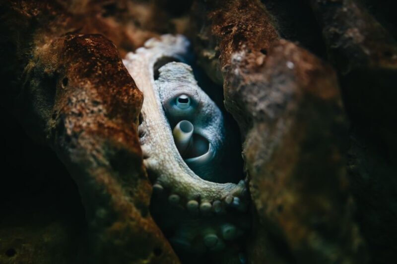 Heraklion Area: CRETAquarium Admission Ticket - Practical Tips for Your Visit