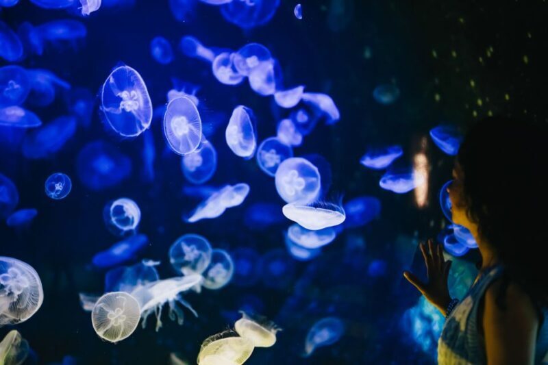 Heraklion Area: CRETAquarium Admission Ticket - Who Will Love the CRETAquarium?