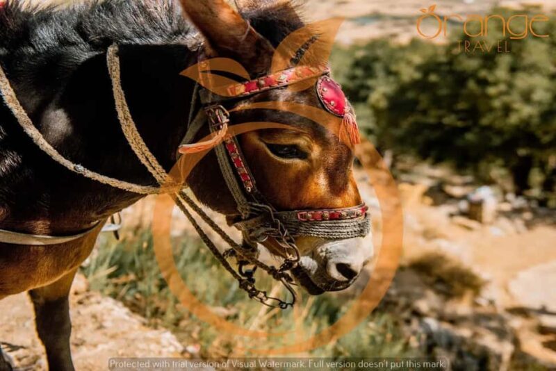 Heraklion areas :Half-Day Lasithi Plateau-Mythology Park - A Scenic Journey Through Crete’s Lasithi Plateau and Mythology Park