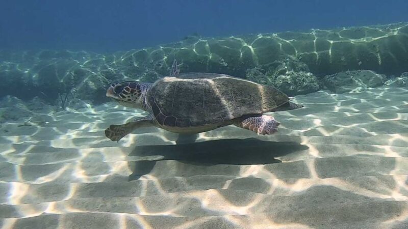 Heraklion: Beginner Scuba Diving Lesson with PADI Instructor - Practical Details & Tips