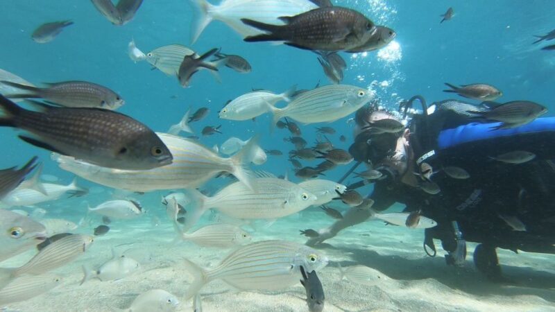 Heraklion: Beginner Scuba Diving Lesson with PADI Instructor - The Sum Up