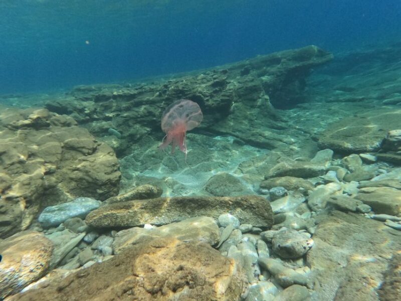 Heraklion: Beginner's intro dive w/2 Dives with transfer. - FAQs