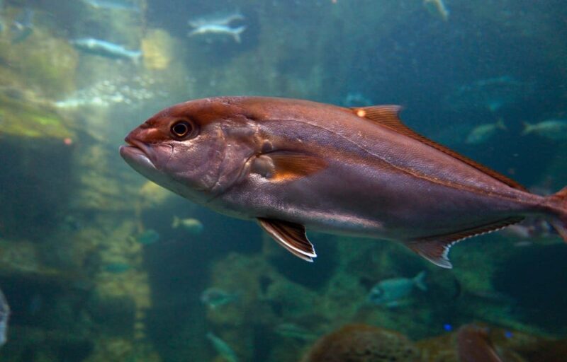 Heraklion: Family Fun Day with Dinosauria and CRETAquarium - Heraklion: Family Fun Day with Dinosauria and CRETAquarium