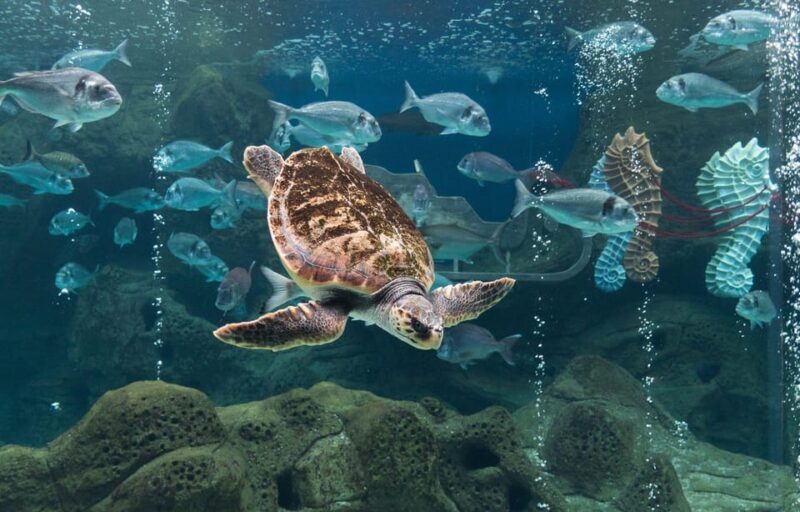 Heraklion: Family Fun Day with Dinosauria and CRETAquarium - Key Points