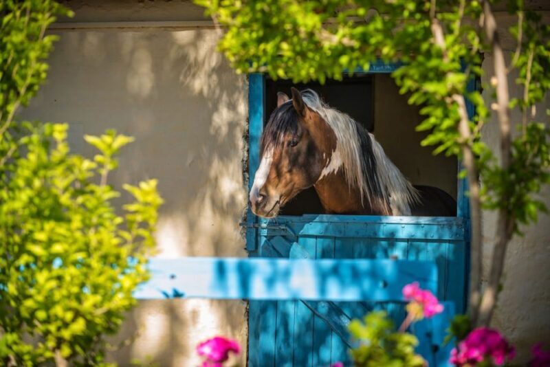 Heraklion: Horseriding Day Tour with Lunch and Transfer - FAQ