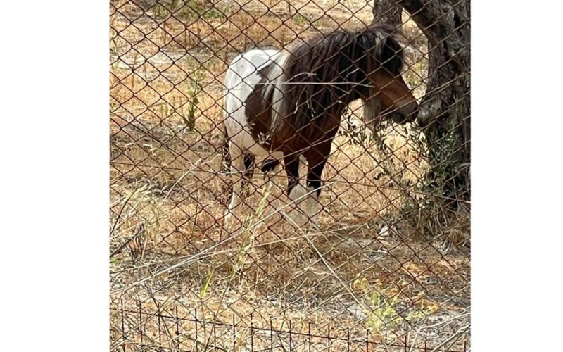 Heraklion :Olive & Dragon Farm Tour & Cretan Farmers Brunch - Who Will Love This Tour?