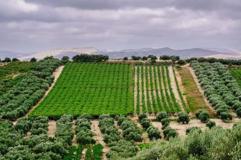 Heraklion: Olive oil and Wine Tour with Lunch - A Fully Immersive Day in Crete’s Olive Groves and Vineyards