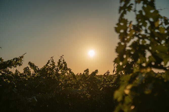 Heraklion Private Half-Day Wine Tasting Tour in Lyrarakis Winery - Heraklion Private Half-Day Wine Tasting Tour in Lyrarakis Winery