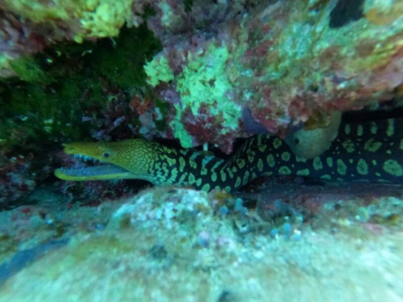 Heraklion: Scuba Diving Experience for Beginners - Practical Details & Tips