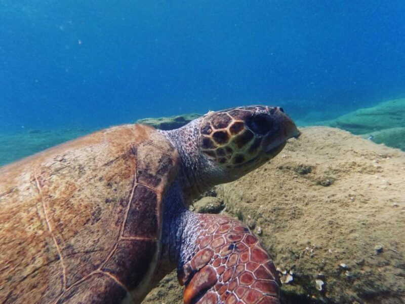 Heraklion: Scuba Diving Experience for Beginners - The Value of This Experience