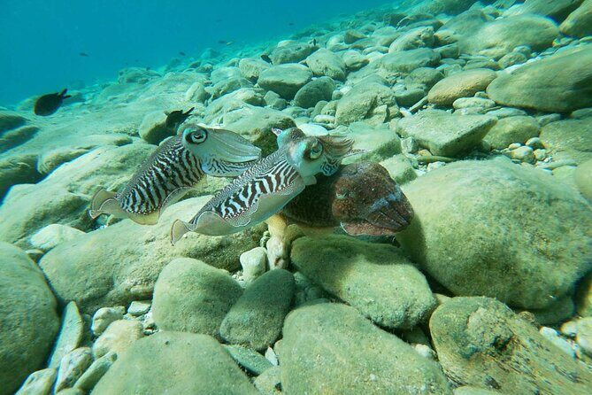 Heraklion: Scuba Diving Experience for Beginners - Authentic Encounters and Real-World Feedback
