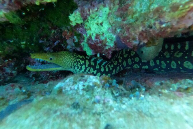 Heraklion: Scuba Diving Experience for Beginners - Final Thoughts: Who Will Love This Experience?