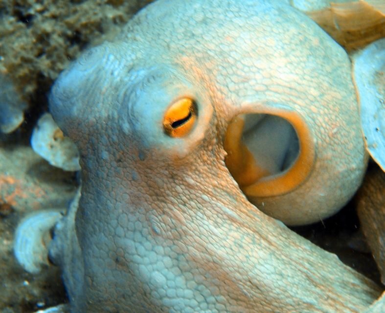 Heraklion: Scuba Diving Experience for First-Timers - The Real Value of This Experience