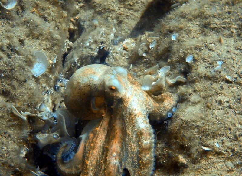 Heraklion: Scuba Diving Experience for First-Timers - The Sum Up