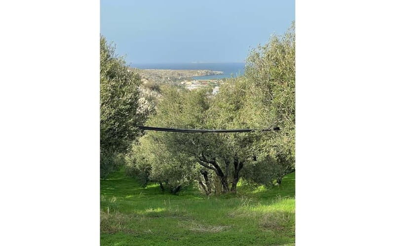 Heraklion: Sunset BBQ in the Olive Grove - Who is This Tour Best For?