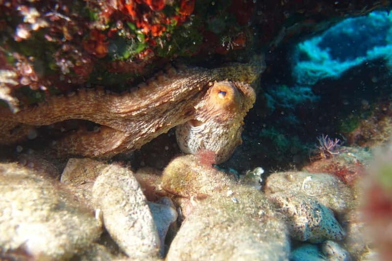 Heraklion: Try Scuba Diving - Key Points