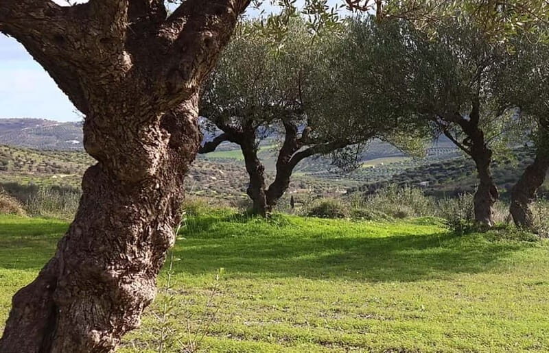 Heraklion: Wine, Olive Oil & Cheese Gastronomic Experience - Final Thoughts: Is It Worth It?
