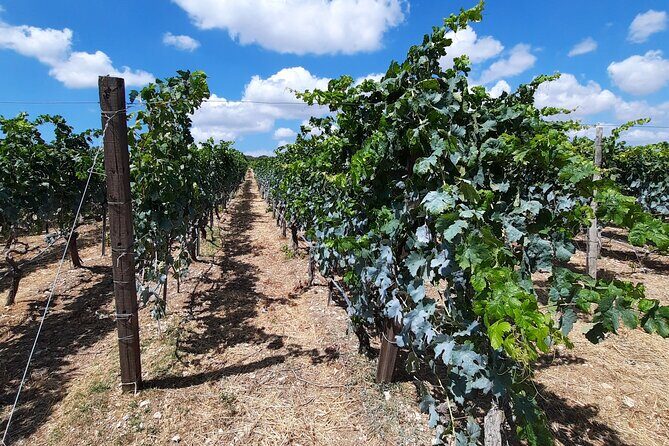 Heraklion wine tour & Cretan meze lunch - The Value and Overall Experience