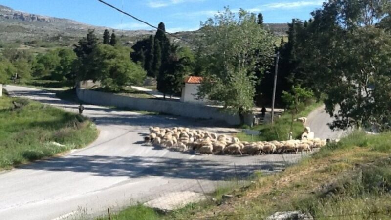 Heraklion:Cretan Villages with Patsos Gorge - Who Should Consider This Tour?