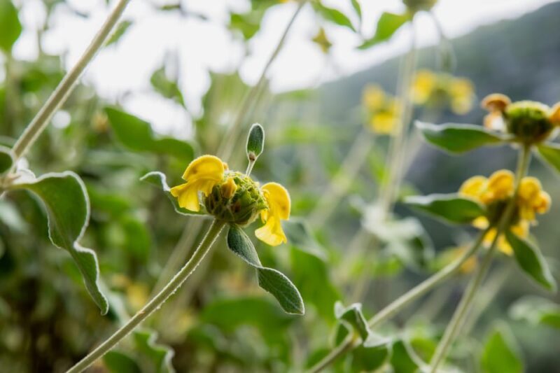Herbalism and Wildlife (Small group experience) - Exploring Naxos’ Natural Treasures: A Close-Up Look at the Herbalism & Wildlife Tour