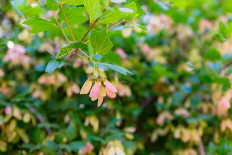 Herbalism and Wildlife (Small group experience) - The Sum Up