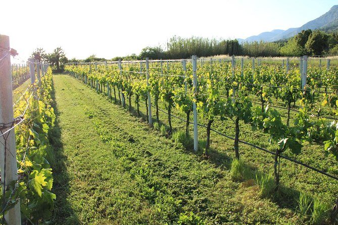 Hercegovina wine tasting tour from Dubrovnik - An In-Depth Look at the Hercegovina Wine Tasting Tour