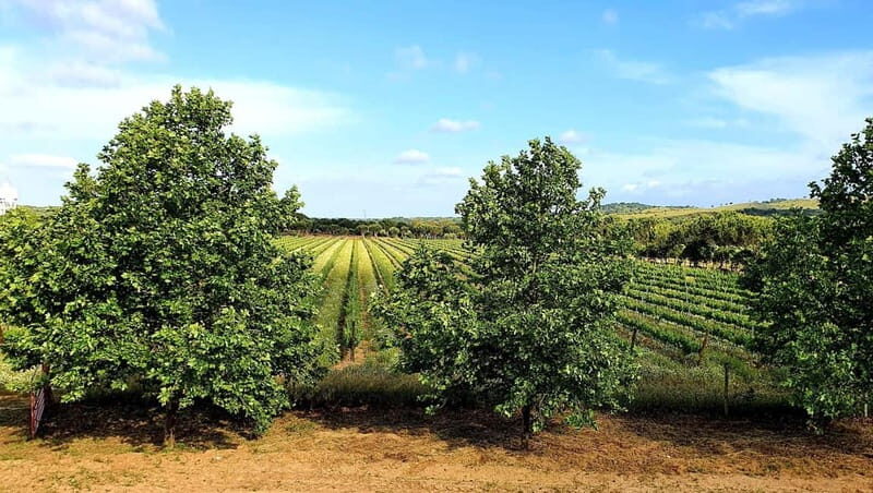 Herdade Canal Caveira - Visit Winery & Picnic - FAQ