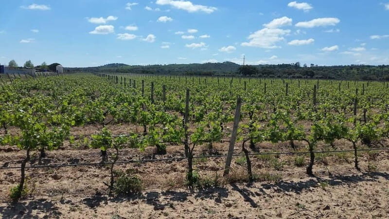 Herdade Canal Caveira - Winery Visit 4 Red's Wines & Tapas - Discovering Herdade Canal Caveira: A Winemaker’s Hidden Gem in Portugal