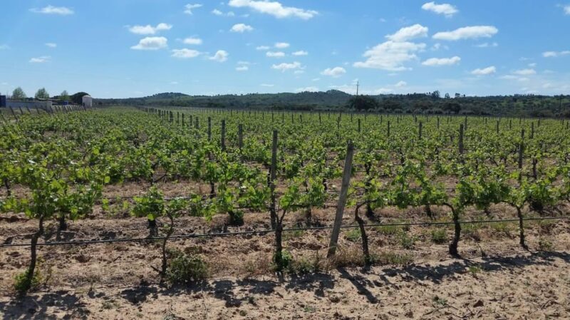 Herdade Canal Caveira Winery Visit with TOP5 Wines & Tapas - A Closer Look at the Herdade Canal Caveira Winery Visit with TOP5 Wines & Tapas